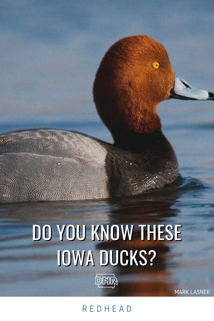 Male redhead ducks have cinnamon-colored heads with a black breast and tail and gray body. | Iowa DNR